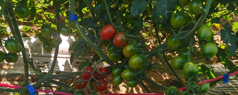 西红柿的浇水间隔，幼苗每3-5天浇水一次