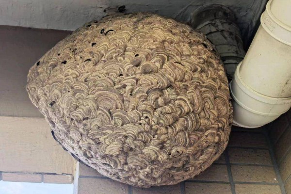 被一只马蜂蛰了有什么后果，被大型马蜂蛰到会很危险