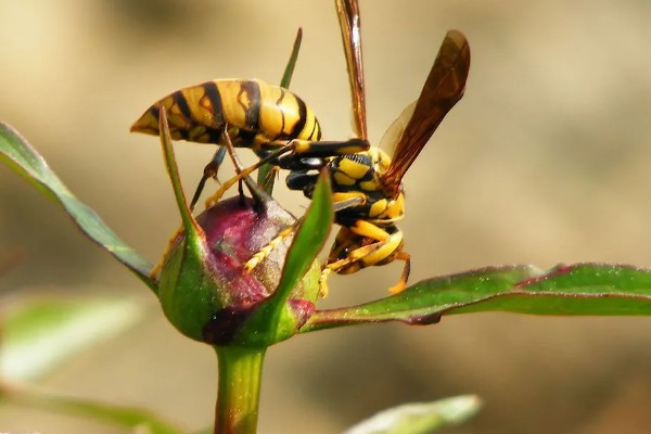 被一只马蜂蛰了有什么后果，被大型马蜂蛰到会很危险