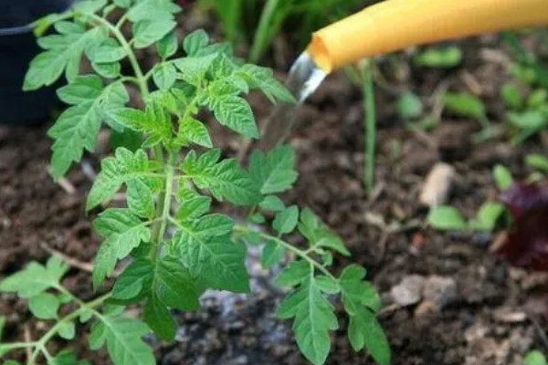 西红柿的浇水间隔，幼苗每3-5天浇水一次