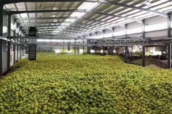 柚子如何保存，可以在冷库储藏或常温室内架藏