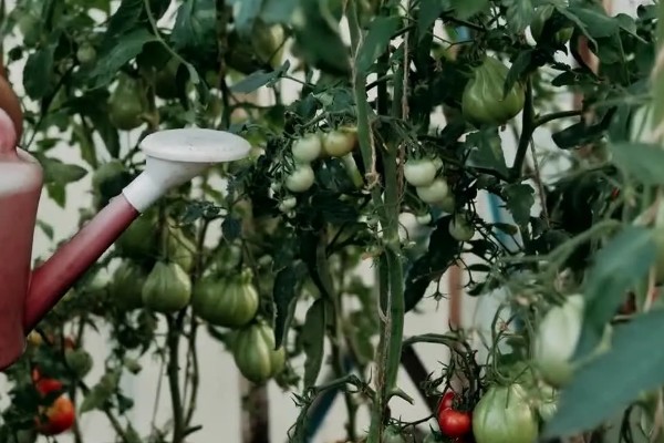 西红柿的浇水间隔，幼苗每3-5天浇水一次