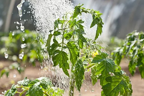西红柿的浇水间隔，幼苗每3-5天浇水一次