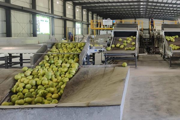 柚子如何保存，可以在冷库储藏或常温室内架藏