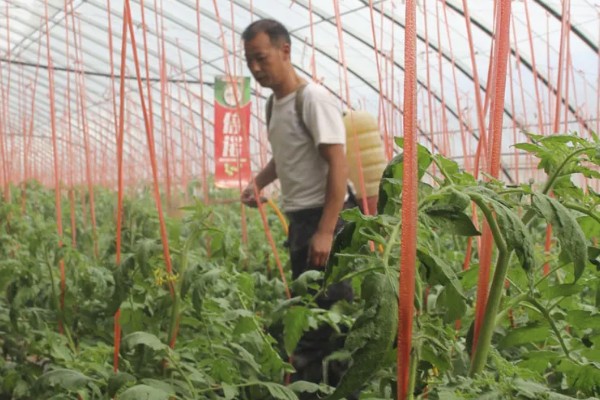 西红柿的浇水间隔，幼苗每3-5天浇水一次