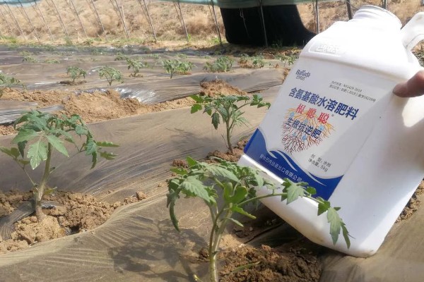 西红柿的浇水间隔，幼苗每3-5天浇水一次