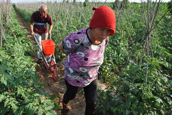 西红柿的浇水间隔，幼苗每3-5天浇水一次