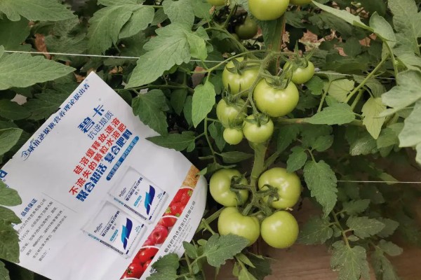 西红柿的浇水间隔，幼苗每3-5天浇水一次