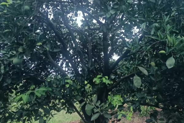 柚子如何保存，可以在冷库储藏或常温室内架藏