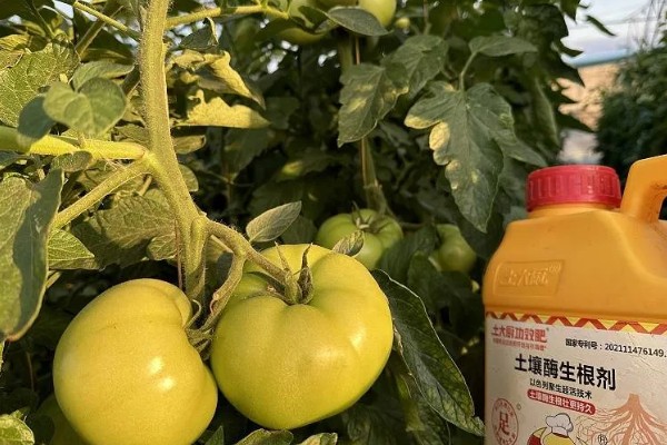 西红柿的浇水间隔，幼苗每3-5天浇水一次