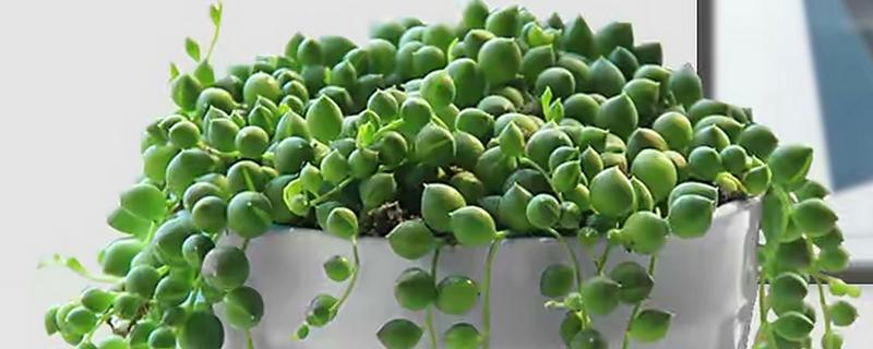 佛珠吊兰如何扦插，可用根结摘枝