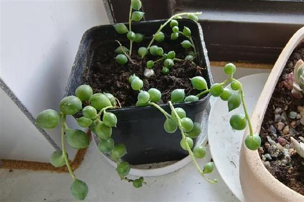 佛珠吊兰如何扦插，可用根结摘枝