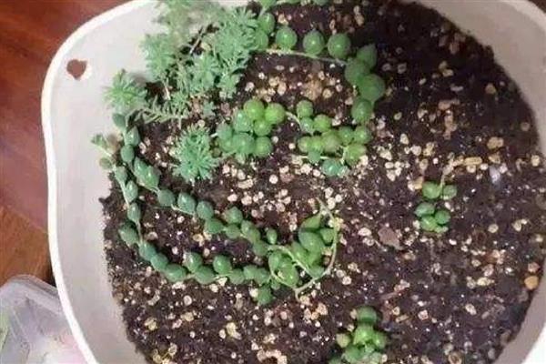 佛珠吊兰如何扦插，可用根结摘枝