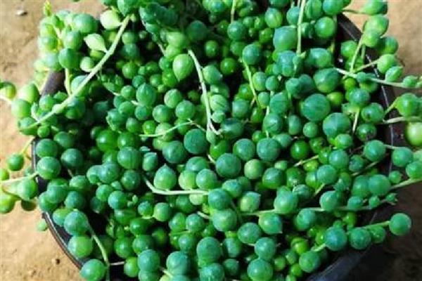 佛珠吊兰如何扦插，可用根结摘枝