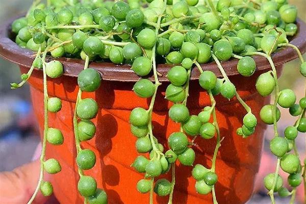 佛珠吊兰如何扦插，可用根结摘枝