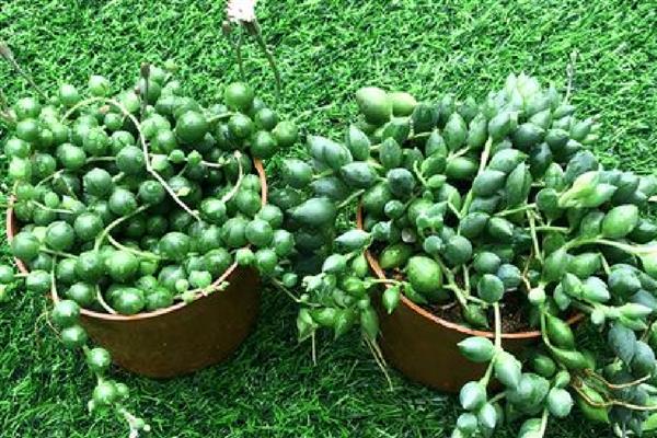 佛珠吊兰如何扦插，可用根结摘枝