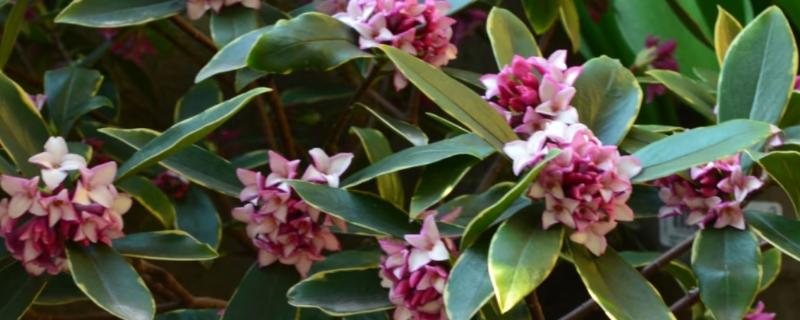 瑞香花的养殖方法，生长季节每隔3-5天浇一次水