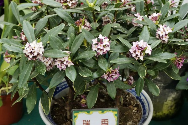 瑞香花的养殖方法，生长季节每隔3-5天浇一次水