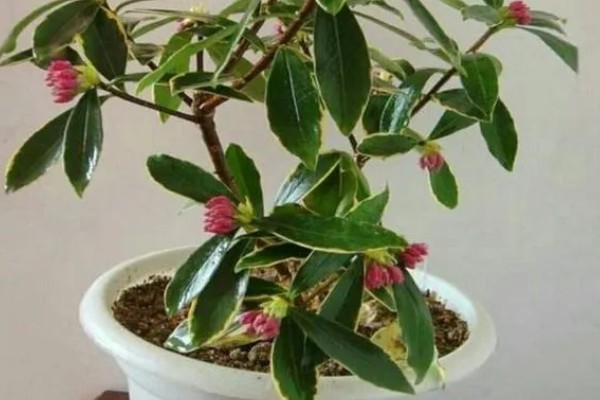 瑞香花的养殖方法，生长季节每隔3-5天浇一次水