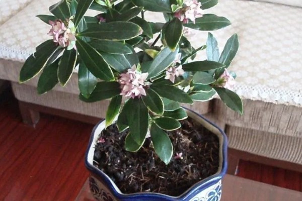 瑞香花的养殖方法，生长季节每隔3-5天浇一次水