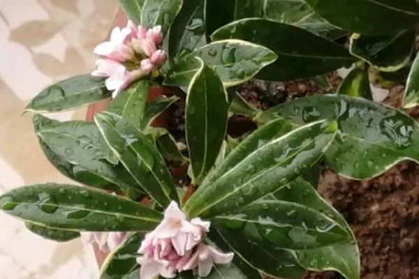 瑞香花的养殖方法，生长季节每隔3-5天浇一次水