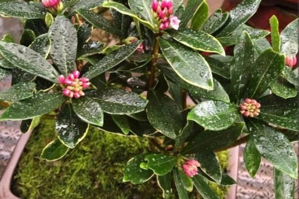 瑞香花的养殖方法，生长季节每隔3-5天浇一次水