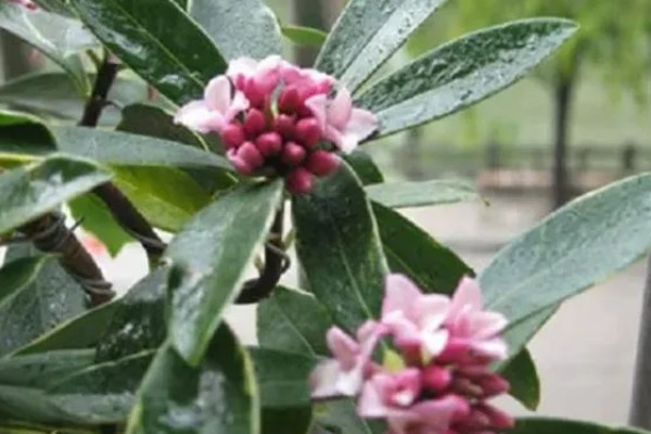 瑞香花的养殖方法，生长季节每隔3-5天浇一次水