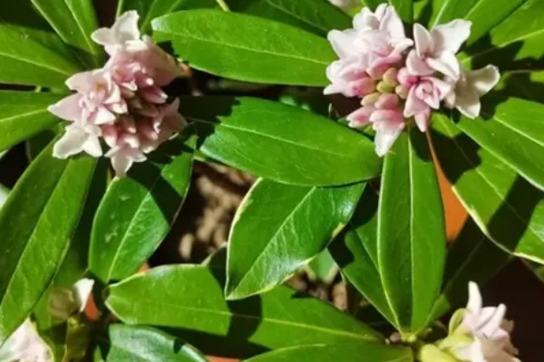 瑞香花的养殖方法，生长季节每隔3-5天浇一次水