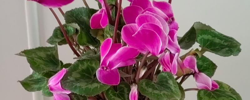 仙客来为什么会叶子发黄，可能是浇水过多所致