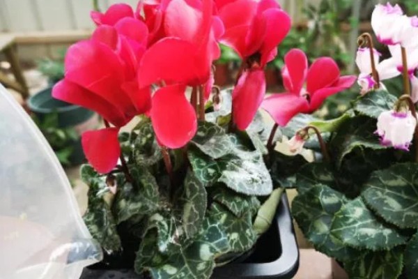 仙客来为什么会叶子发黄，可能是浇水过多所致