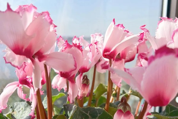 仙客来为什么会叶子发黄，可能是浇水过多所致