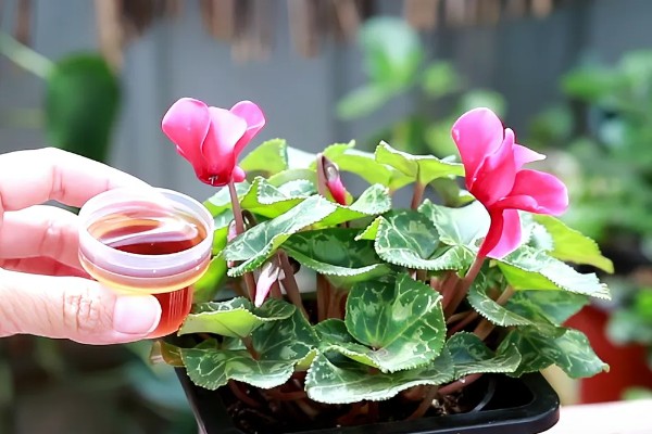 仙客来为什么会叶子发黄，可能是浇水过多所致