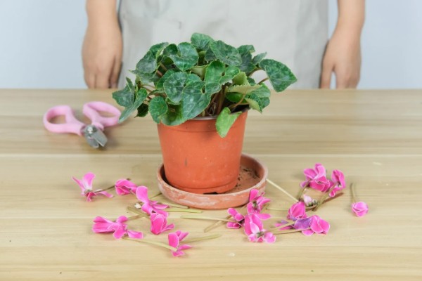 仙客来为什么会叶子发黄，可能是浇水过多所致