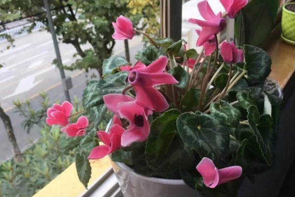 仙客来为什么会叶子发黄，可能是浇水过多所致