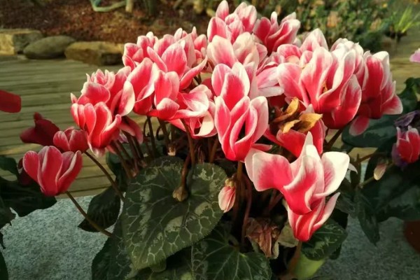 仙客来为什么会叶子发黄，可能是浇水过多所致