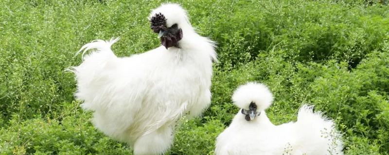 丝羽乌骨鸡简介，是我国古老的鸡种之一