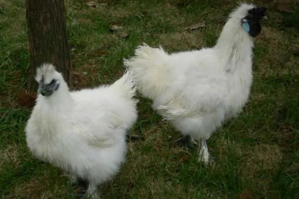 丝羽乌骨鸡简介，是我国古老的鸡种之一