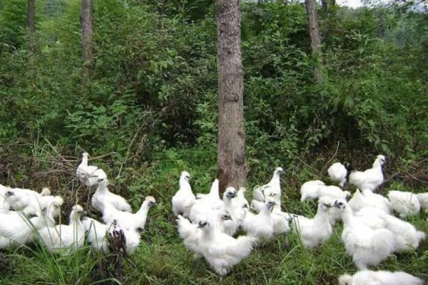 丝羽乌骨鸡简介，是我国古老的鸡种之一