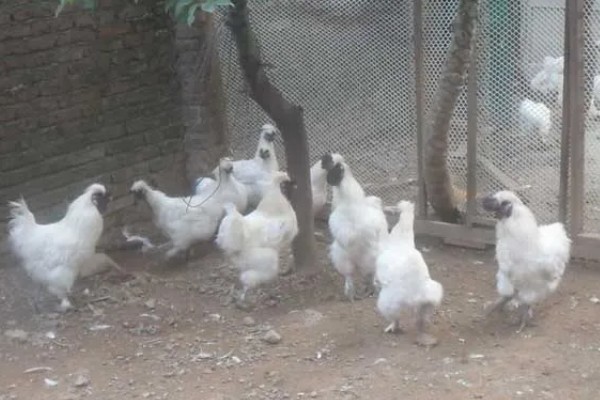 丝羽乌骨鸡简介，是我国古老的鸡种之一