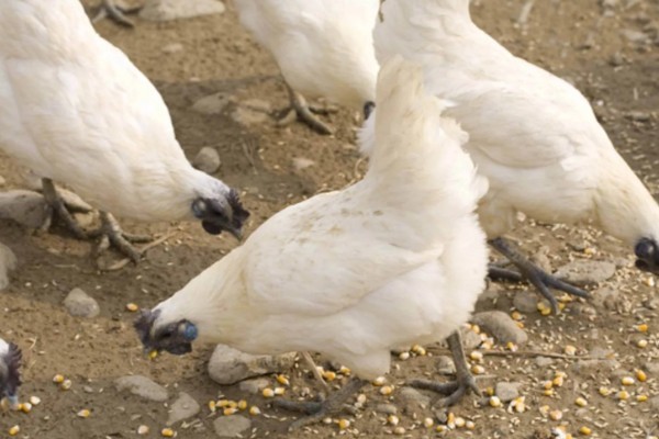 丝羽乌骨鸡简介，是我国古老的鸡种之一