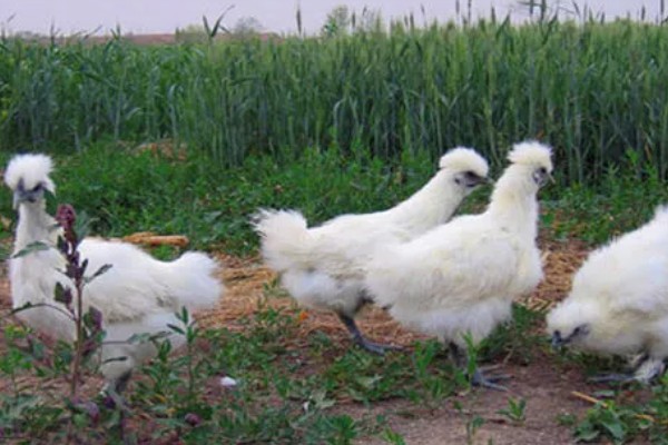 丝羽乌骨鸡简介，是我国古老的鸡种之一