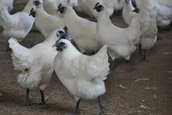 丝羽乌骨鸡简介，是我国古老的鸡种之一