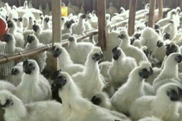 丝羽乌骨鸡简介，是我国古老的鸡种之一