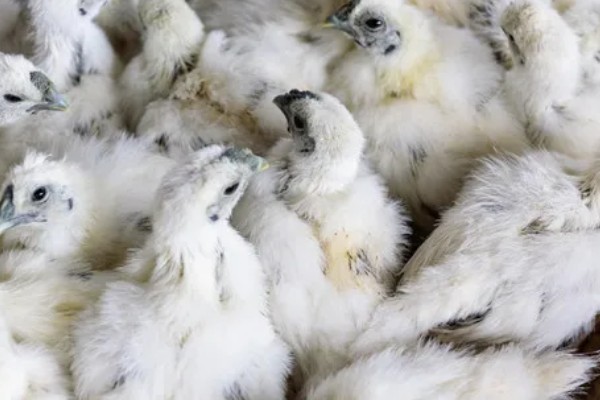 丝羽乌骨鸡简介，是我国古老的鸡种之一