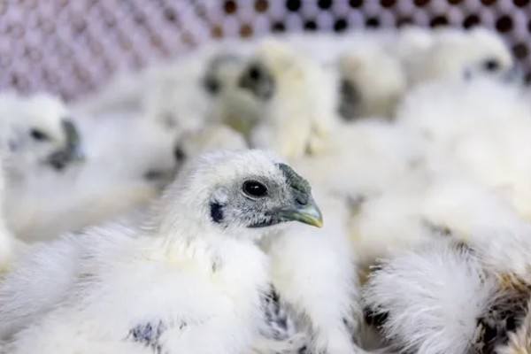 丝羽乌骨鸡简介，是我国古老的鸡种之一