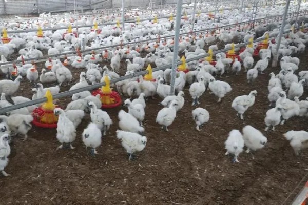 丝羽乌骨鸡简介，是我国古老的鸡种之一