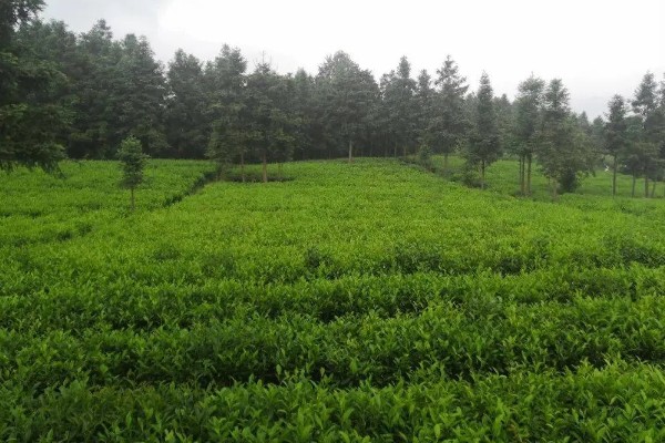 低温度的茶园如何保暖，可以营造防风林