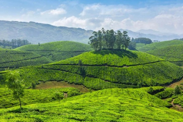 低温度的茶园如何保暖，可以营造防风林