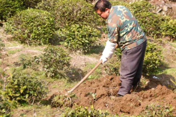 低温度的茶园如何保暖，可以营造防风林