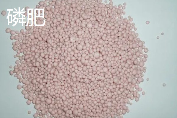 低温度的茶园如何保暖，可以营造防风林